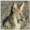predators-_coyote.jpg